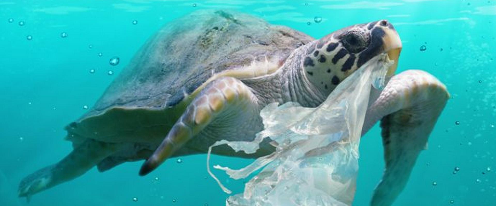 NEBOA - nowa marka kosmetyczna, która stawia na opakowania z oceanicznego odzysku